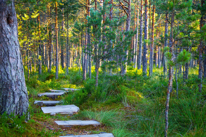 stepping stone pathway through a beautiful green forest